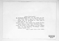Uromyces betae image